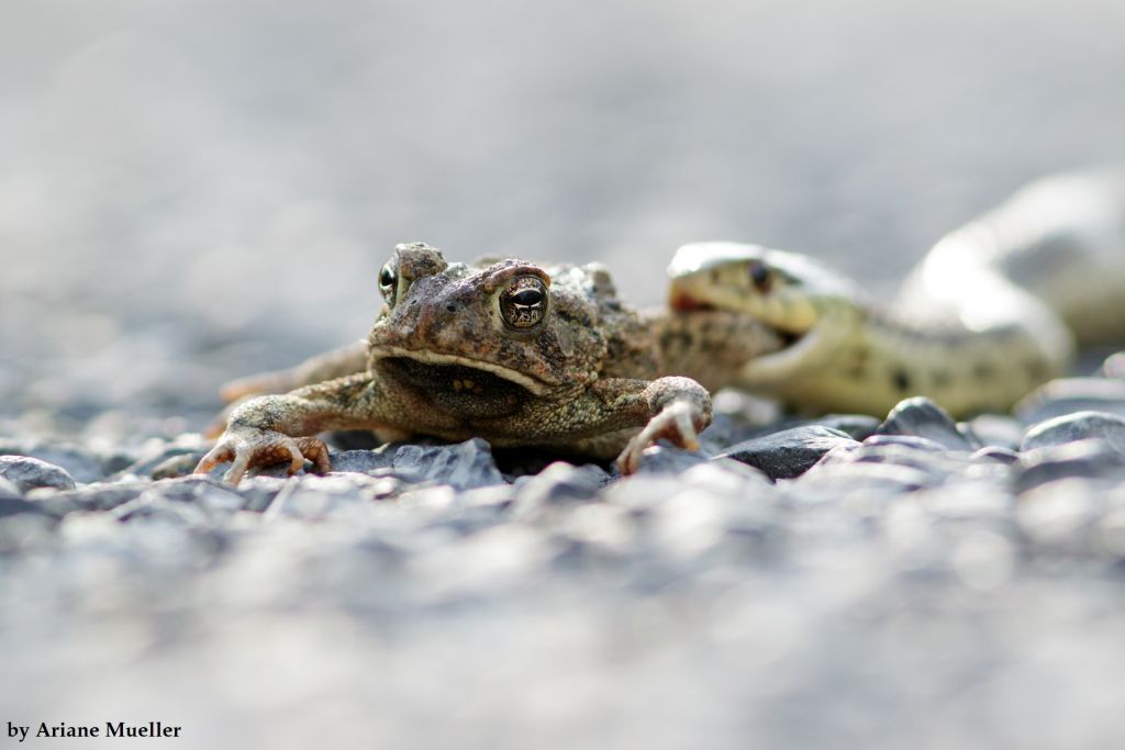 Duane-Loveland_Brecks-Mil-on-Brandywine